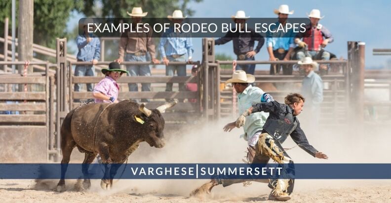 Examples Of Rodeo Bull Escapes