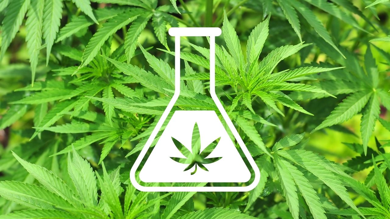Is Delta-8 THC Legal In Texas? Texas Lawyer Answers